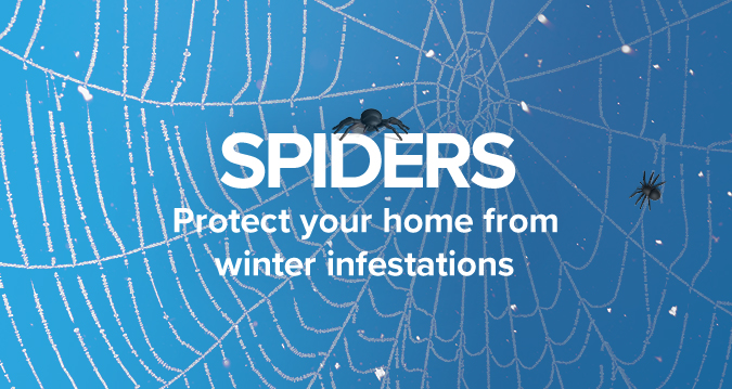 What Happens To Spiders In The Winter? - Move Concierge (formerly ...